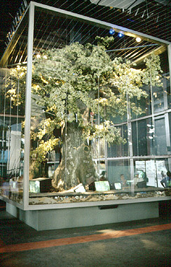 Baum / EXPO 1992